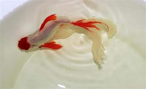 燕尾草金魚|「小舞娘」草金魚的飼養技巧